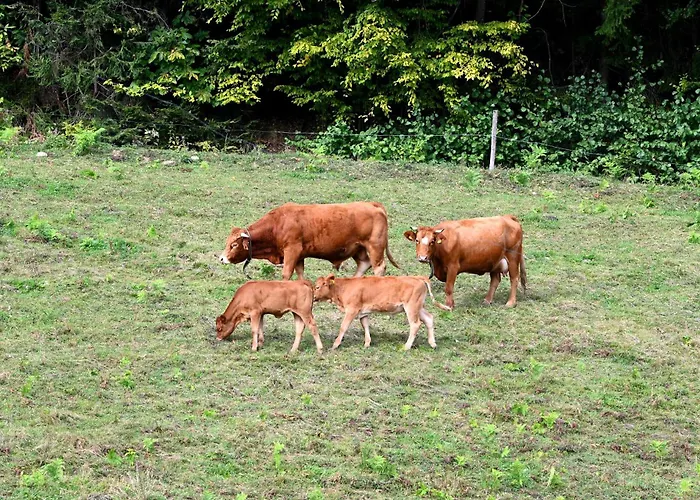 Domacija Kohovo Lovrenc na Pohorju